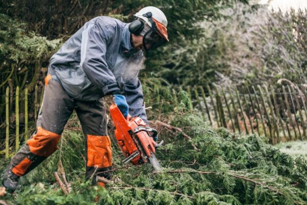 Tree felling