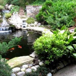 Koi Ponds