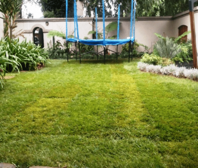 House Koen Greenside - Evergreen Gold instant lawn planted