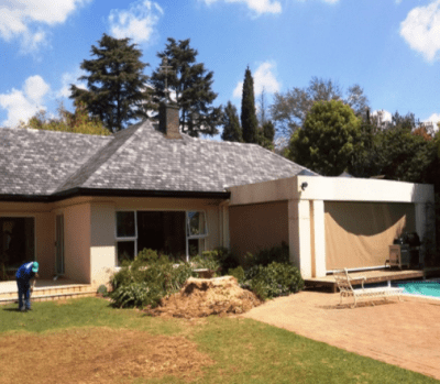 After - Phoenix canariensis palm tree removal After - Phoenix canariensis palm tree removal