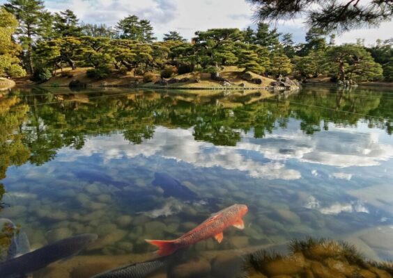 A large koi pond with perfect balanced and treated water