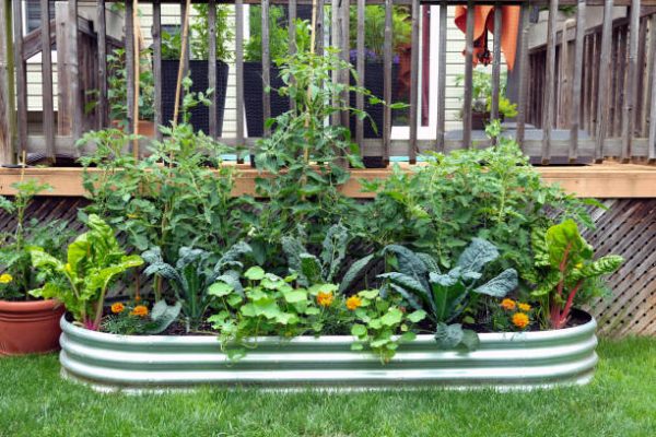 Self grow home veggies in a pot Use pots if you don't have enough space in your garden
