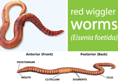Composting earthworms - Red wigglers