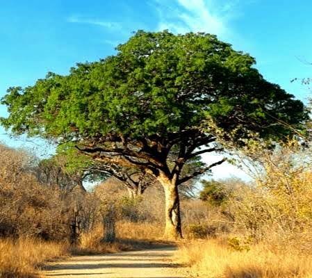 Pod-Mahogany-Tree-of-the-year-2026