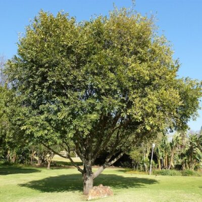 Red-Ivory-Tree-of-the-year-2026