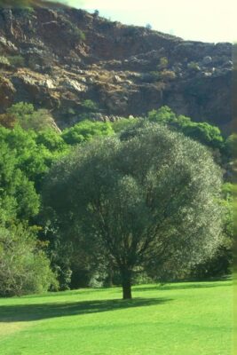Wild-olive-tree-Tree-of-the-year-2026